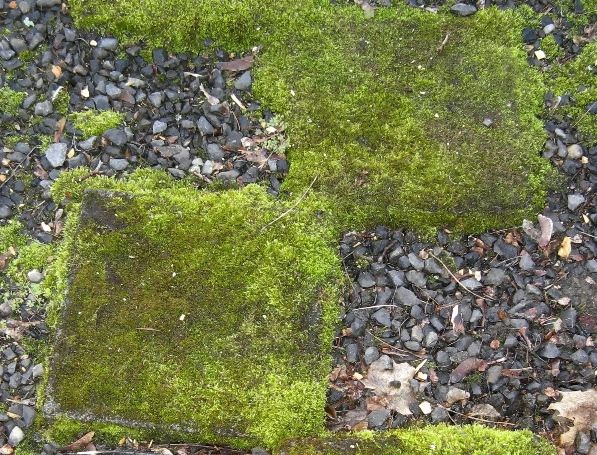 30 Beautiful DIY Stepping Stone Ideas to Decorate Your Garden --> Balmer Moss Covered Stepping Stones