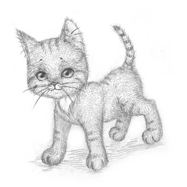How-to-Draw-a-Kitten-Easily-9.jpg
