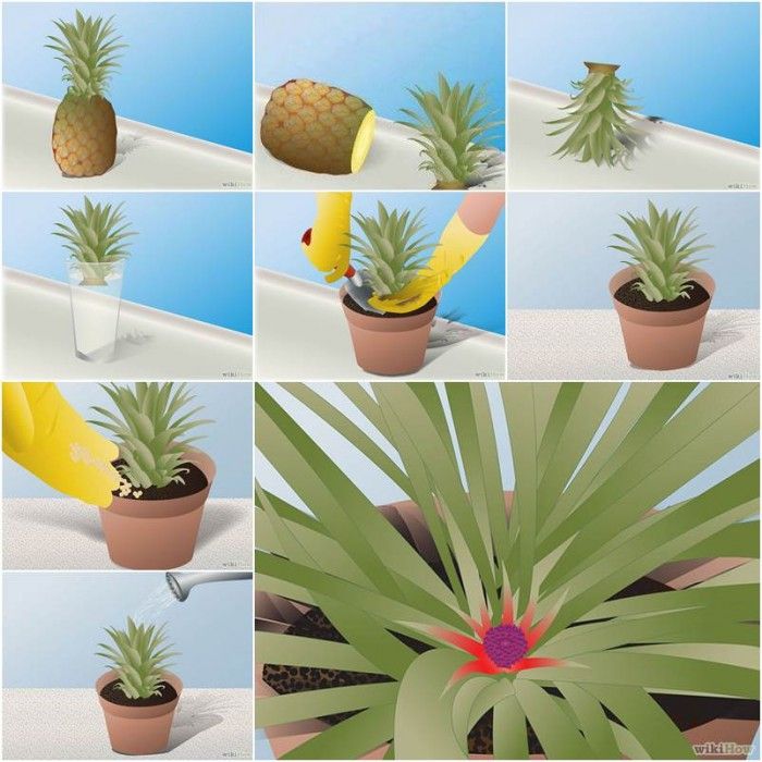 DIY How to Grow Pineapple in a Plant Pot