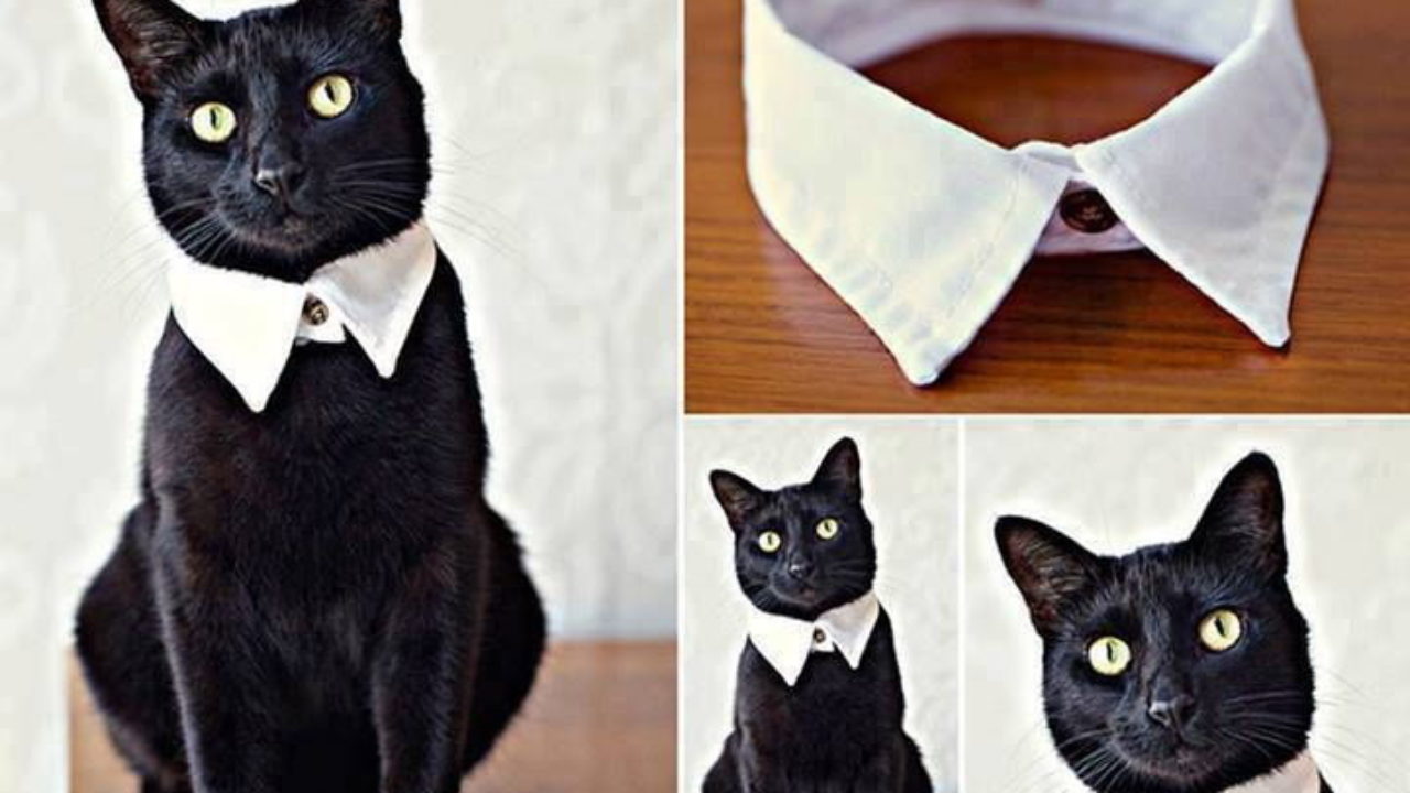 cat shirt collar and tie