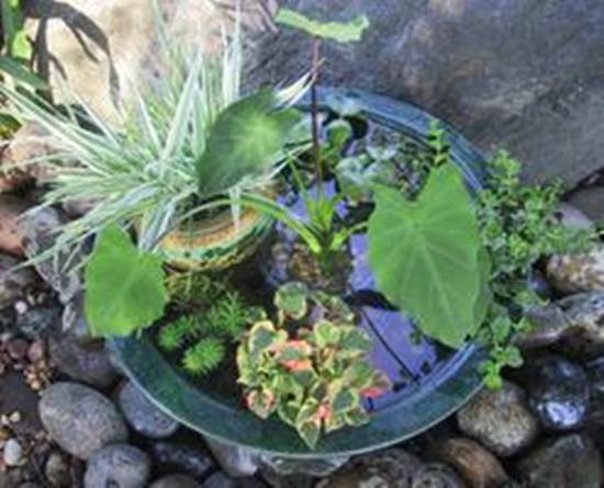 Making A Pond in a Pot