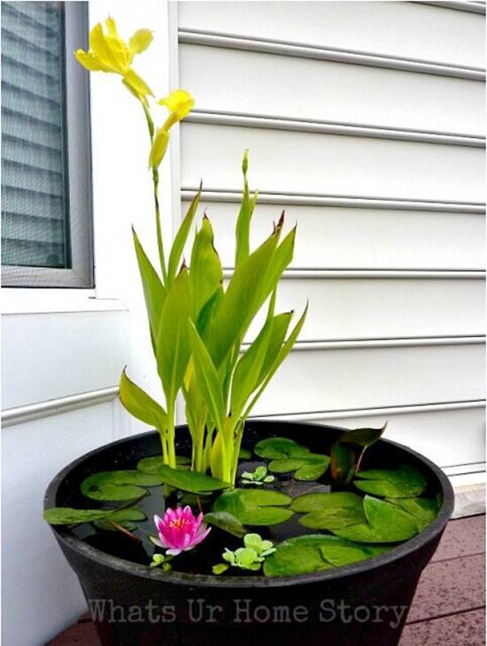 DIY Container Water Garden