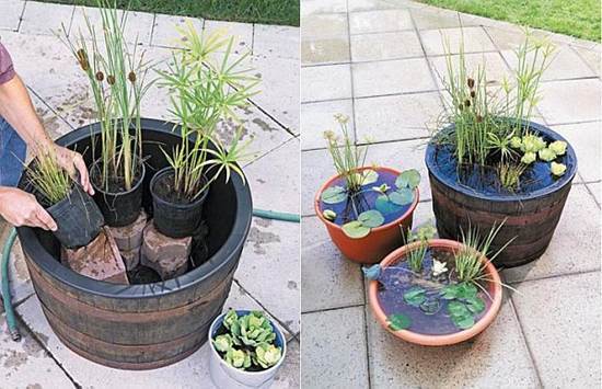 Container Water Gardening