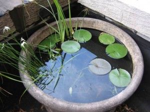 How to DIY Mini Garden Pond in a Container