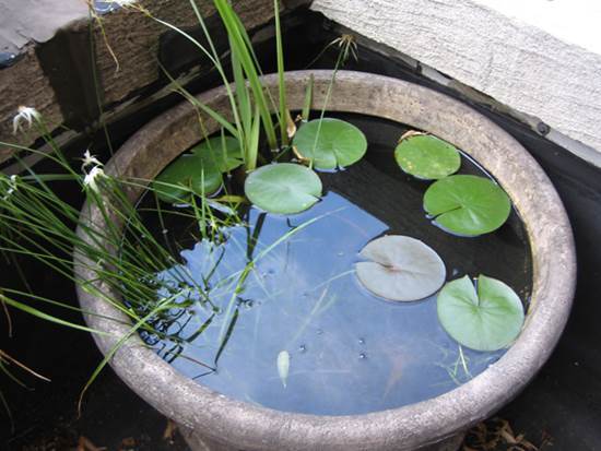 Growing Waterlillies in a Container