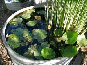 How to DIY Mini Garden Pond in a Container