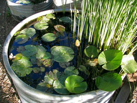How to DIY Mini Garden Pond in a Container