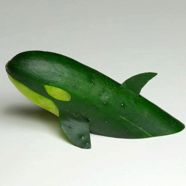 Cucumber Dophin