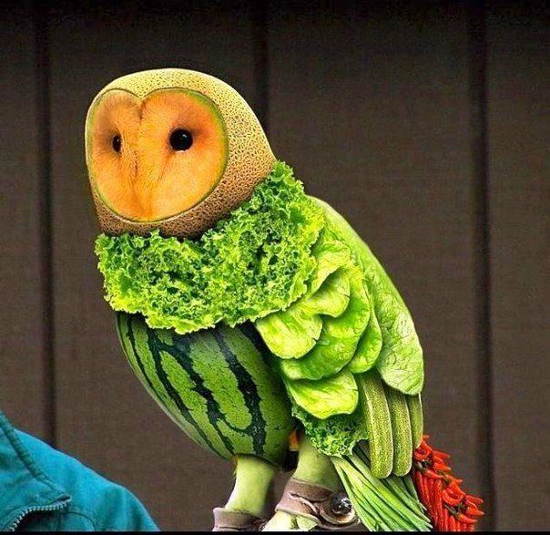 Melon and Vegetable Owl