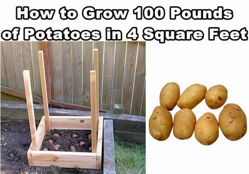 How to Grow 100 Pounds of Potatoes in Four Square Feet