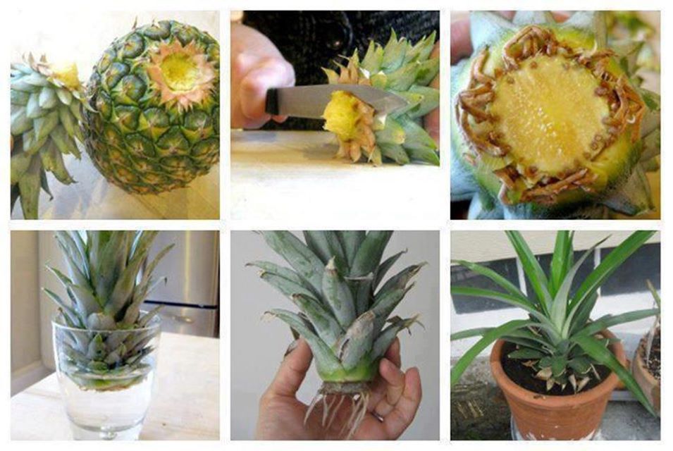 How to Grow Pineapple in a Plant Pot