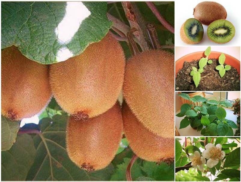 How to Grow a Kiwi Plant from Seed