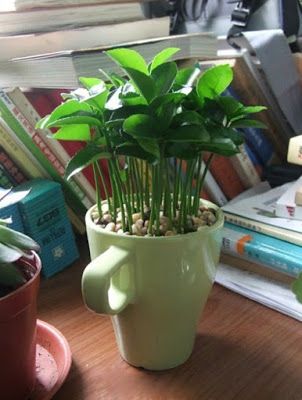How-to-Grow-a-Lemon-Tree-from-Seed-in-a-Pot-Indoors-9.jpg