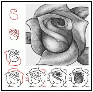 How to Draw a Rose from a Heart