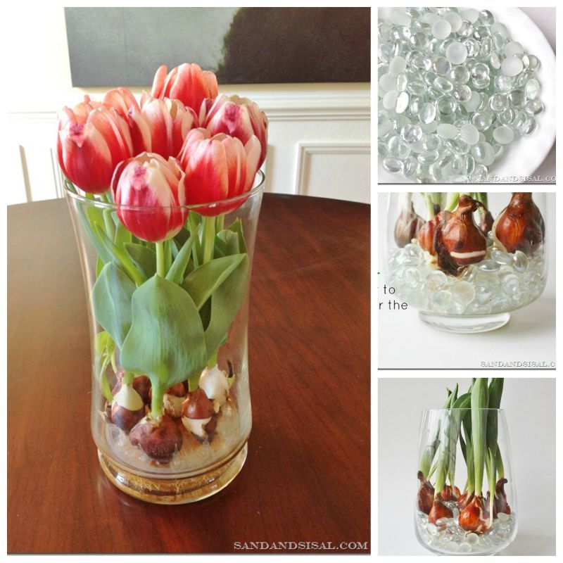 Creative Ideas - How to Grow Tulips Indoors