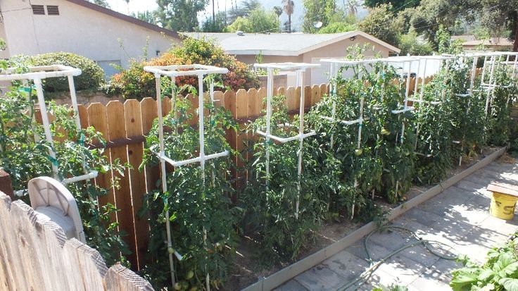 30+ Creative Uses of PVC Pipes in Your Home and Garden --> PVC Tomato Cages