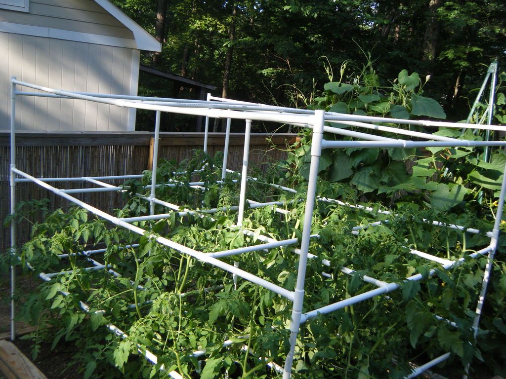 30+ Creative Uses of PVC Pipes in Your Home and Garden --> PVC Tomato Cages