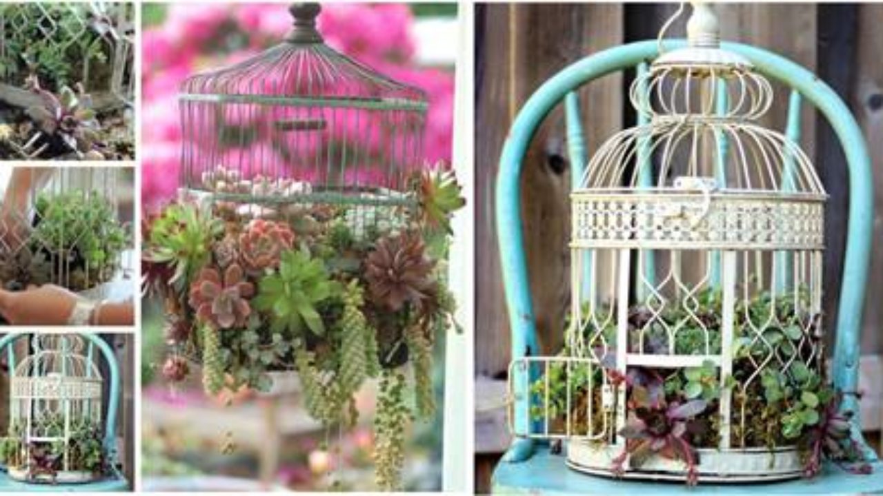 Creative Ideas - DIY Bird Cage Succulent Planter