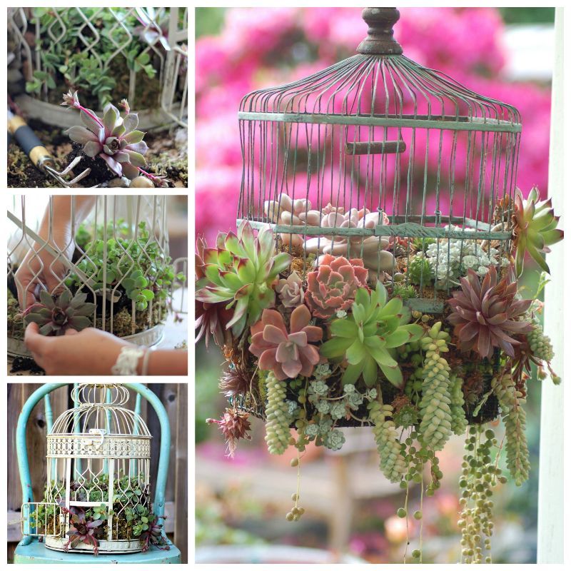 Creative Ideas - DIY Bird Cage Succulent Planter