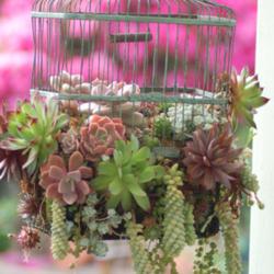 40+ Creative DIY Garden Containers and Planters from Recycled Materials --> Bird Cage Planter