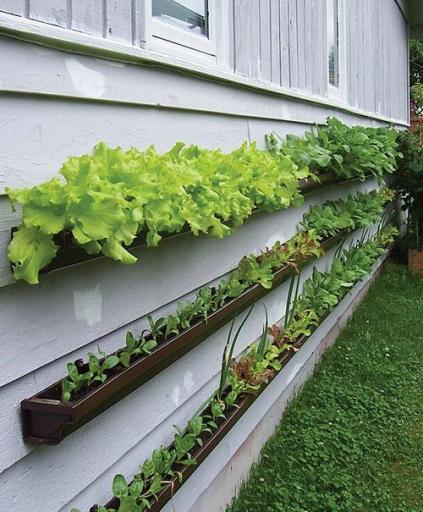 20+ Creative DIY Vertical Gardens For Your Home --> DIY Rain Gutter Vertical Vegetable Garden