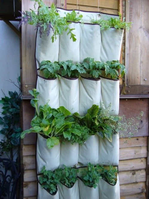 20+ Creative DIY Vertical Gardens For Your Home --> Upcycled Shoe Organizer Planter