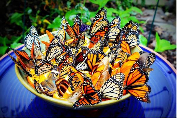 Creative Ideas - DIY Amazing Butterfly Feeder 1
