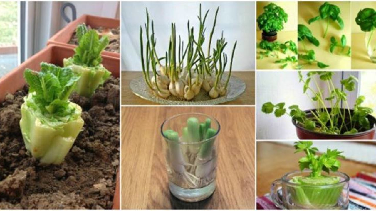 13 Vegetables That You Can Regrow Again And Again