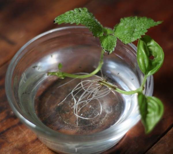 13 Vegetables That You Can Regrow Again And Again --> Lemon Balm
