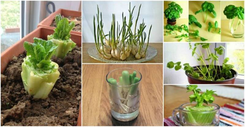 22 Foods You Can Regrow Again and Again from Kitchen Scraps