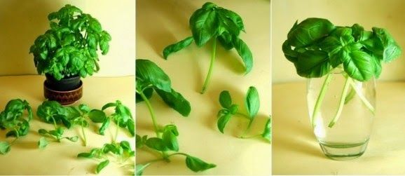 13 Vegetables That You Can Regrow Again And Again --> Basil