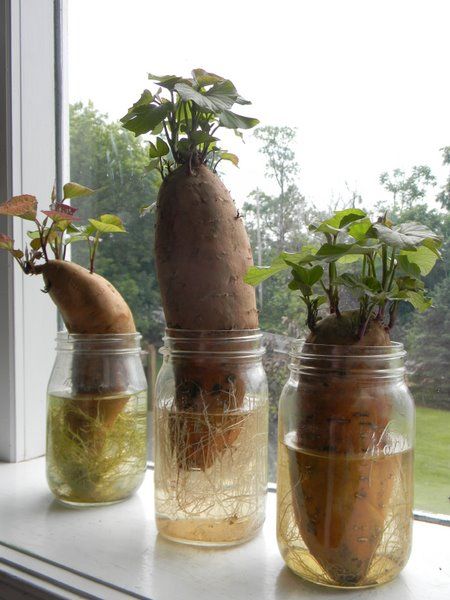 13 Vegetables That You Can Regrow Again And Again --> Sweet Potato