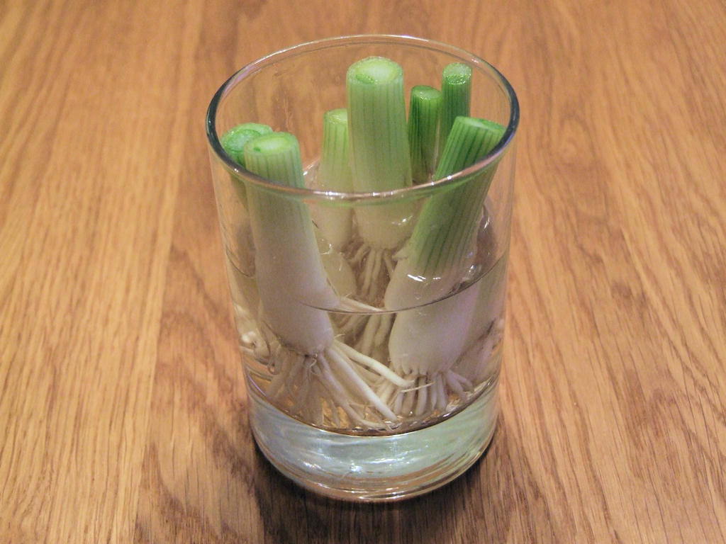 13 Vegetables That You Can Regrow Again And Again --> Green Onion