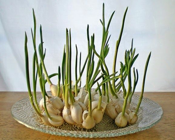 13 Vegetables That You Can Regrow Again And Again --> Garlic