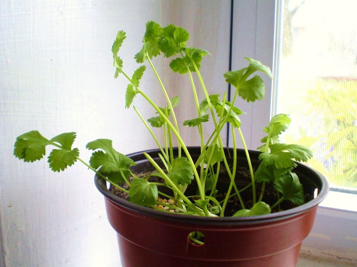 13 Vegetables That You Can Regrow Again And Again --> Cilantro