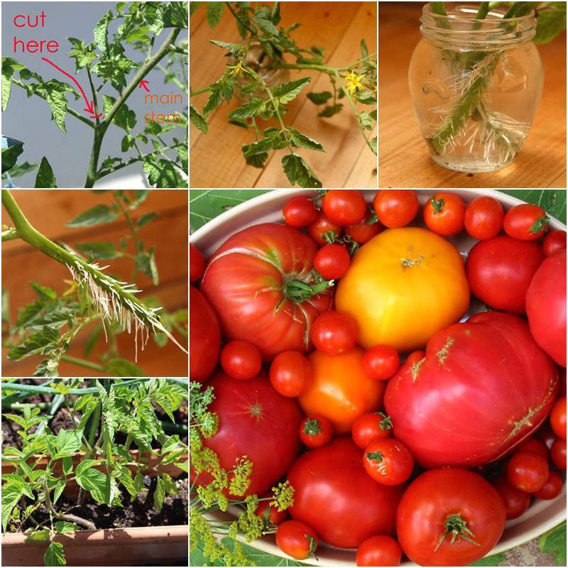 Creative Ideas - DIY How to Propagate and Root Tomato Plants In One Week