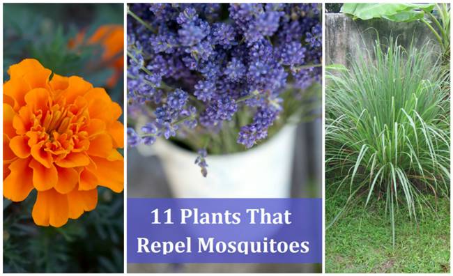 11 Plants That Naturally Repel Mosquitoes