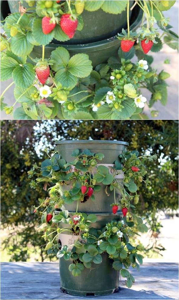 Creative Ideas - DIY Strawberry Tower With Reservoir