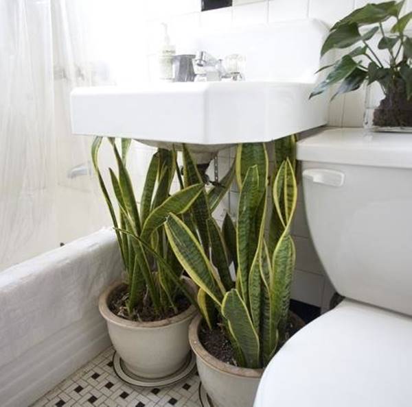 Creative Ways to Hide The Eyesores Around Your Home --> Cover up bathroom sink pipes with plants