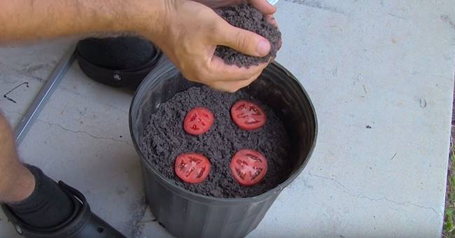 Creative Ideas - How To Grow Tomato Seedlings The Easiest Way