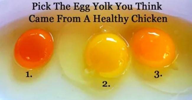 Creative Ideas - How To Tell Which Egg Came From A Healthy Chicken
