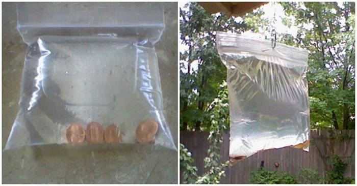 Creative Ideas - DIY Natural Fly Repellant Using Pennies In Bags of Water