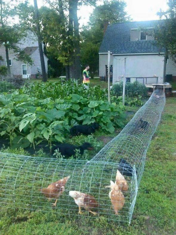 Creative Ideas - DIY Backyard Chicken Tunnel