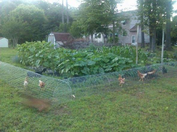 Creative Ideas - DIY Backyard Chicken Tunnel