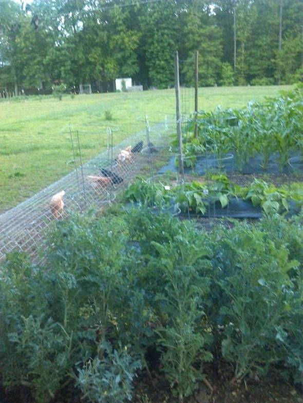 Creative Ideas - DIY Backyard Chicken Tunnel