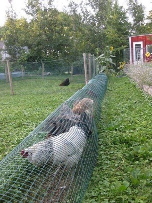 Creative Ideas - DIY Backyard Chicken Tunnel - i Creative Ideas