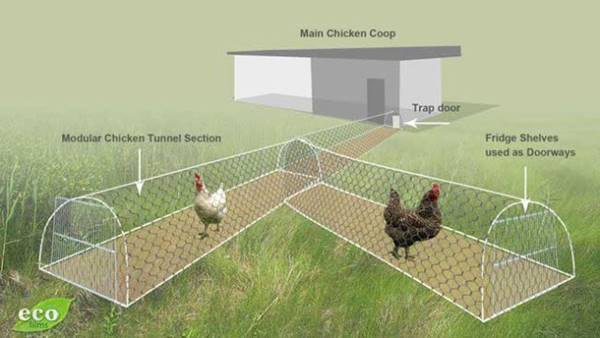 Creative Ideas - DIY Backyard Chicken Tunnel