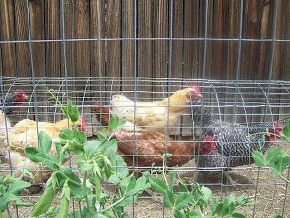 Creative Ideas - DIY Backyard Chicken Tunnel