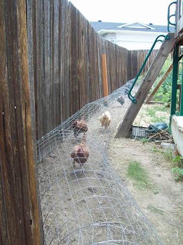 Creative Ideas - DIY Backyard Chicken Tunnel