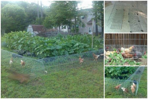 movable chicken tunnel